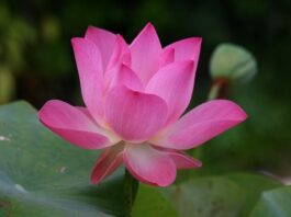 Jak się mówi po angielsku sok?