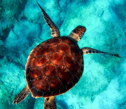 Czy zwierzęta widzą się w lustrze?